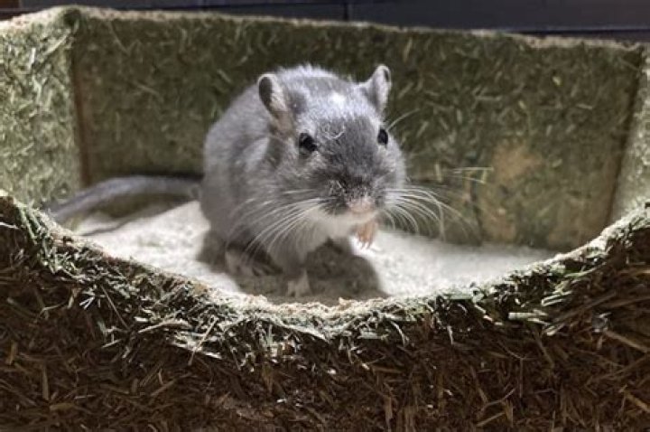 Can gerbils have sand baths?