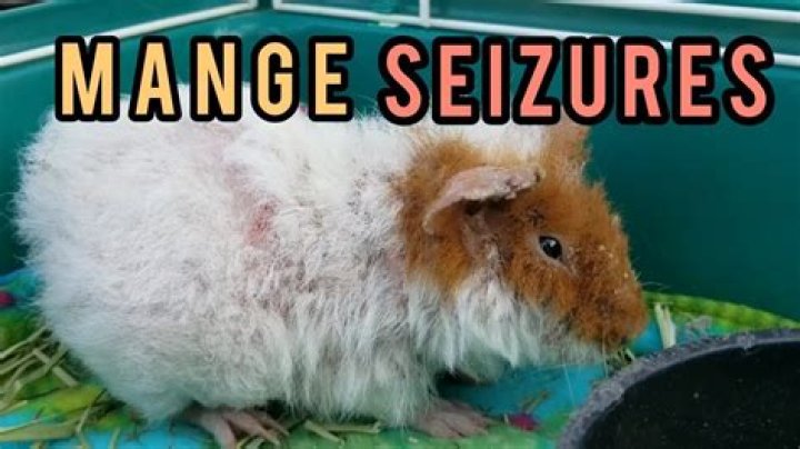 Can guinea pigs die from seizures?