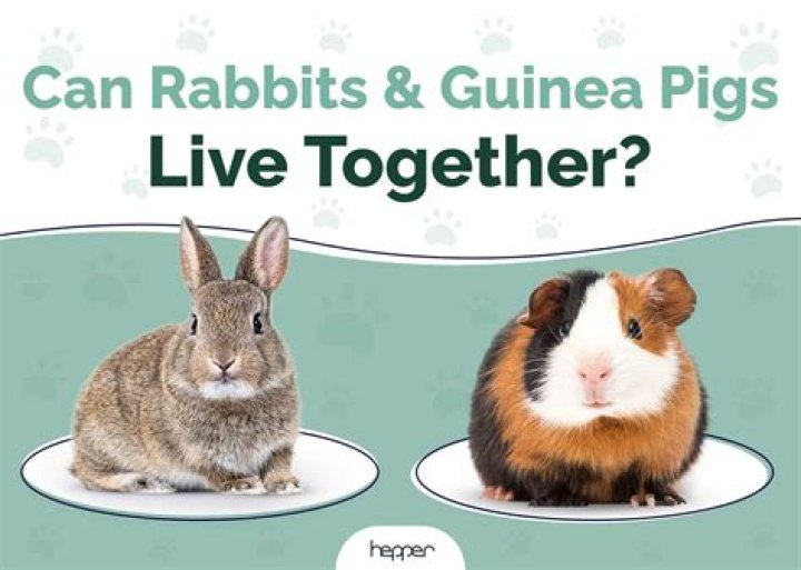 Can guinea pigs live in a rabbit hutch?