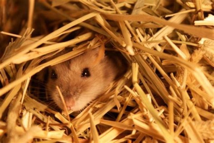 Can hamsters chew through zip ties?