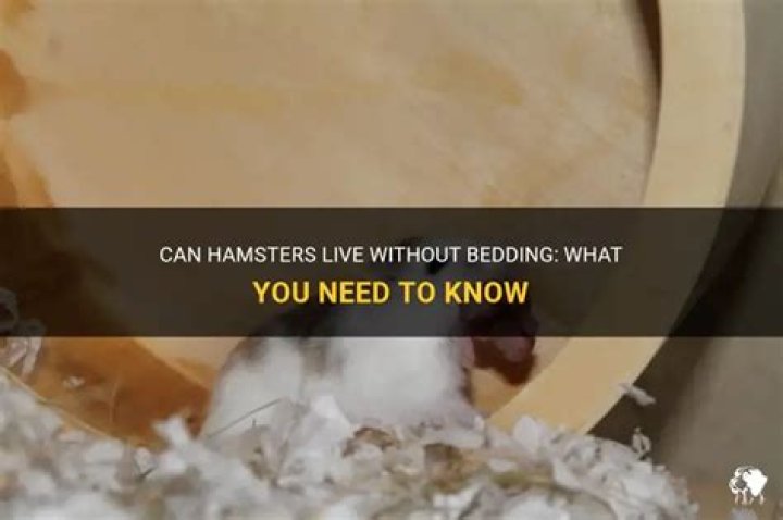 Can hamsters live without bedding?