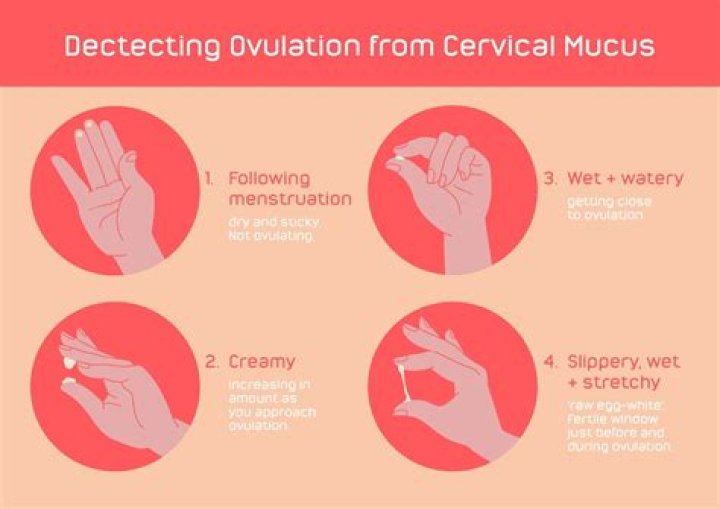 Can having a cold affect ovulation?