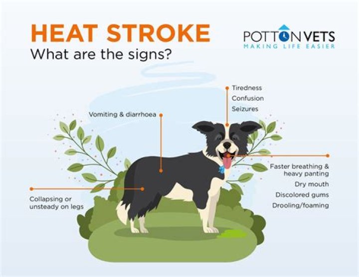 Can heat stroke cause liver damage dogs?