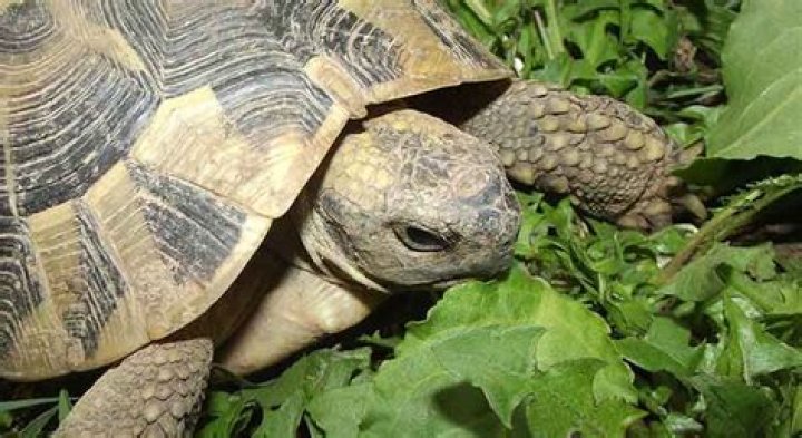 Can Hermann tortoises eat strawberries?