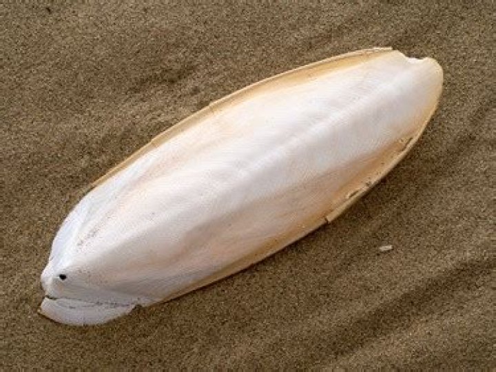 Can hermit crabs eat Cuttlebone?