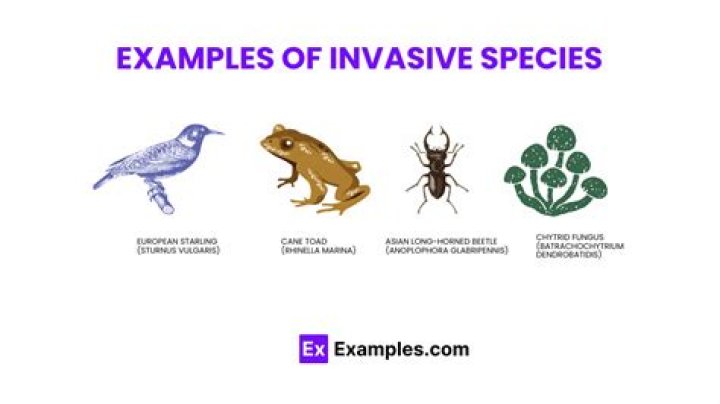 Can humans be an invasive species?