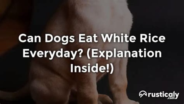 Can I feed my dog white rice everyday?