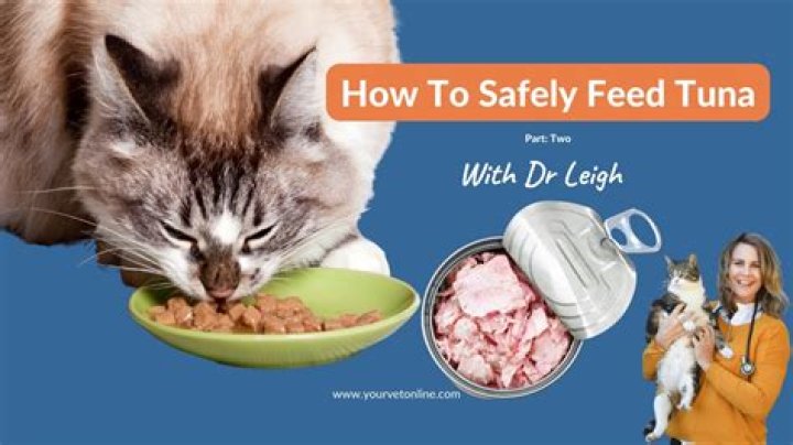Can I give canned tuna to my cat?