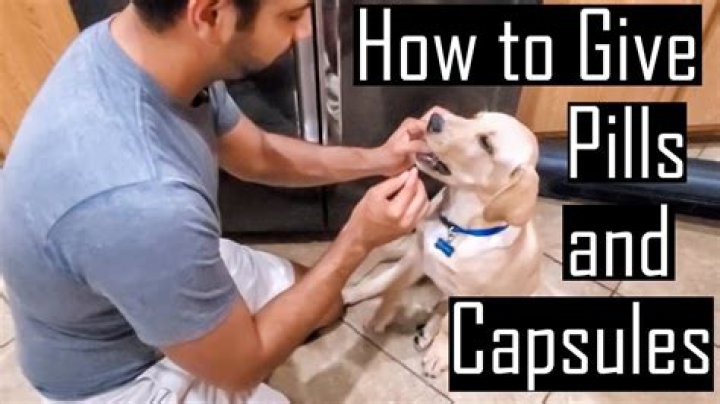 Can I give my dog garlic capsules?