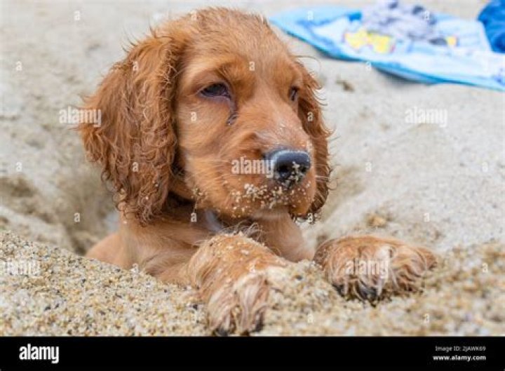 Can I take my 2 month old puppy to the beach?