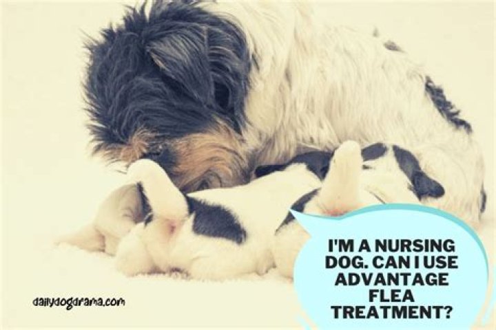 Can I use flea treatment on a nursing dog?