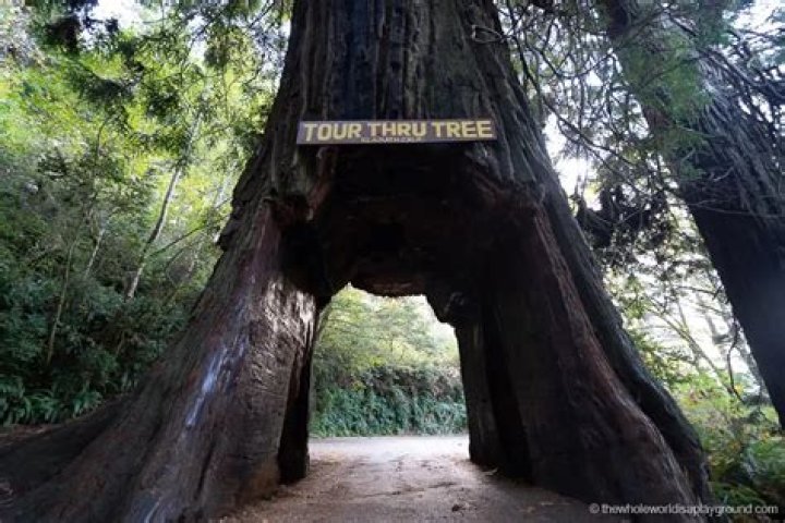 Can I walk through a drive through?