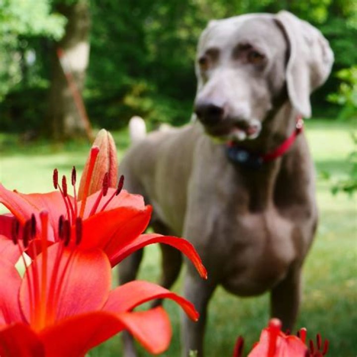 Can lily pollen kill dogs?