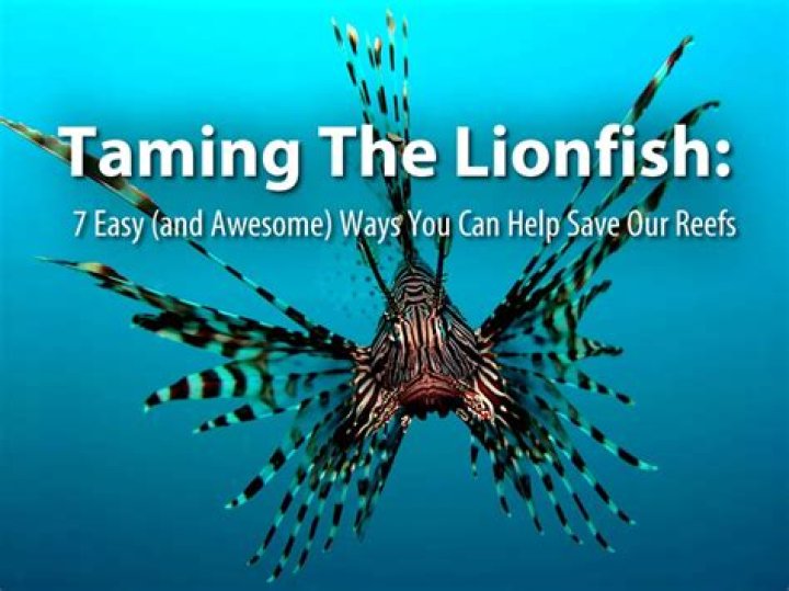 Can lionfish kill you?