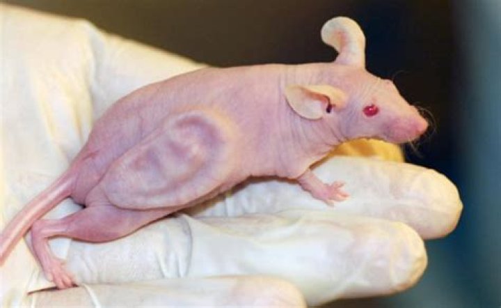 Can mice crossbreed?