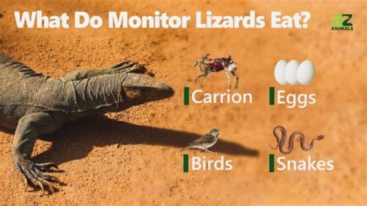 Can monitor lizards eat chicken?