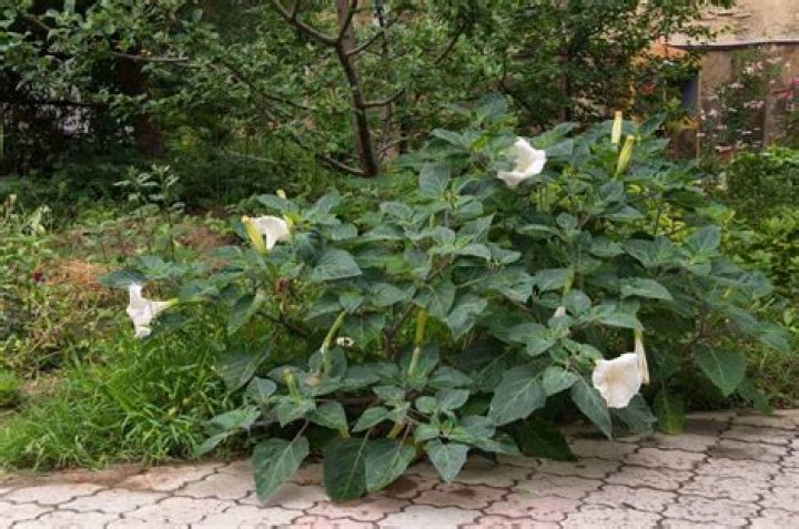 Can moon flowers be pink?