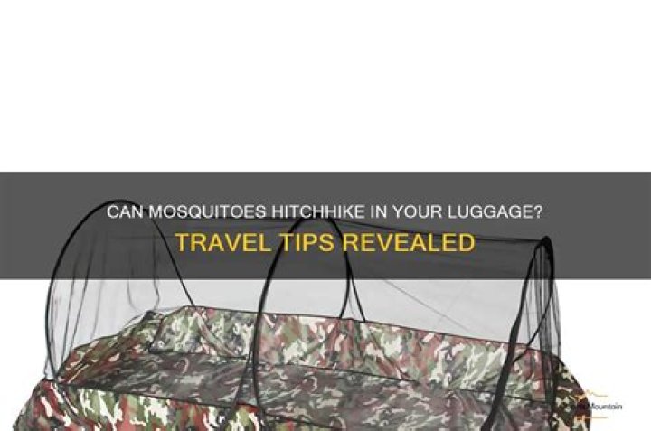 Can mosquitoes travel in suitcases?