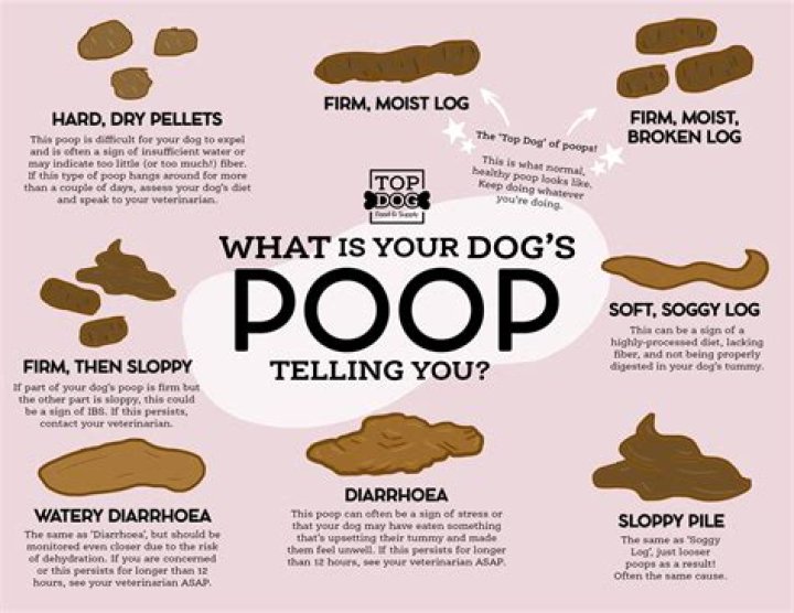 Can my dog get thrush?