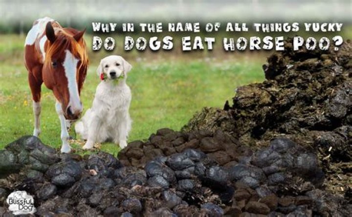 Can my dog get worms from eating horse poop?