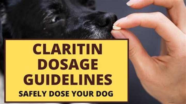 Can my dog overdose on Claritin?