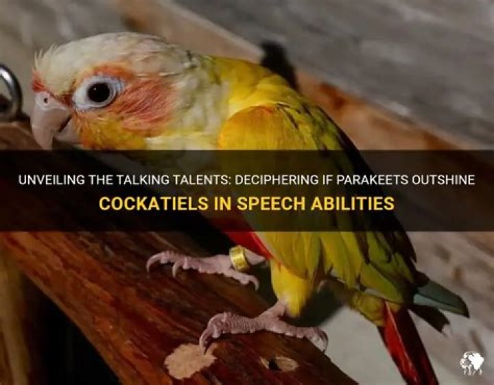 Can parakeets talk better than cockatiels?