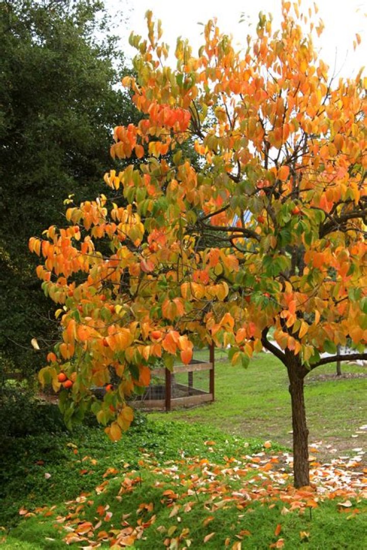 Can persimmon trees grow in Tennessee?