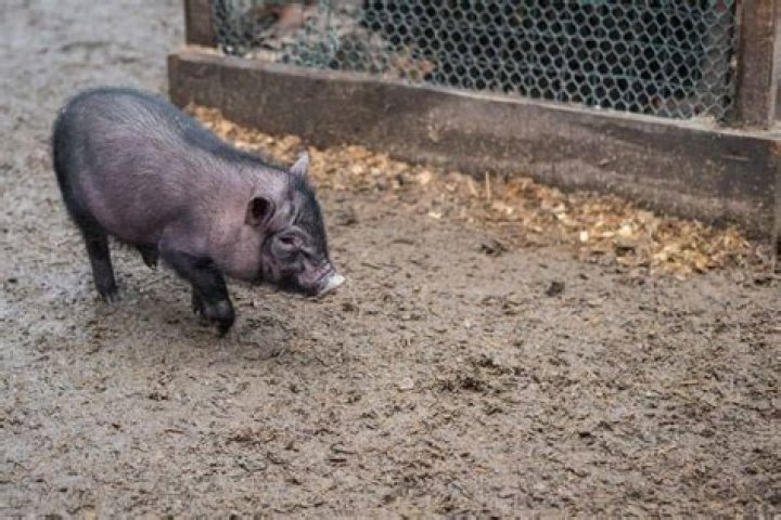 Can pet pigs live outside?