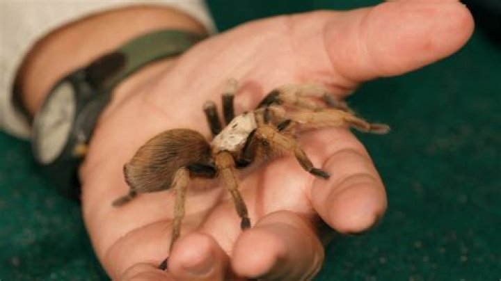 Can pet tarantulas be affectionate?