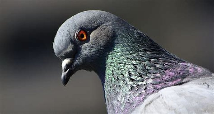 Can pigeons turn their heads 180?