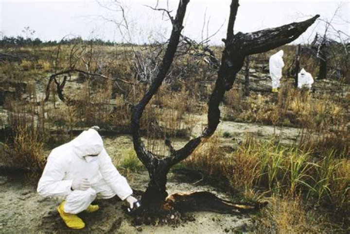 Can plants grow in Chernobyl?