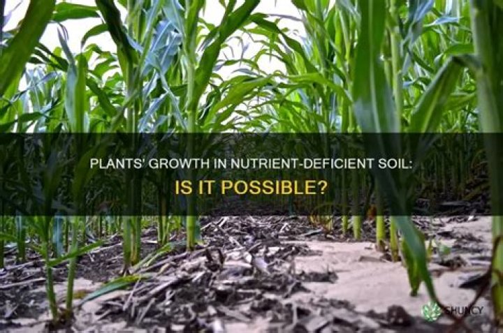 Can plants grow without nutrients?