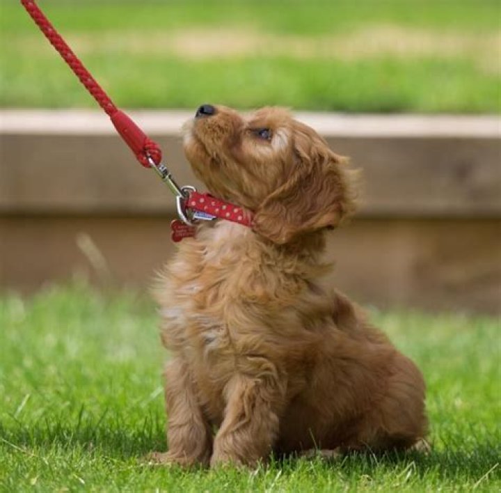 Can puppies walk straight away?