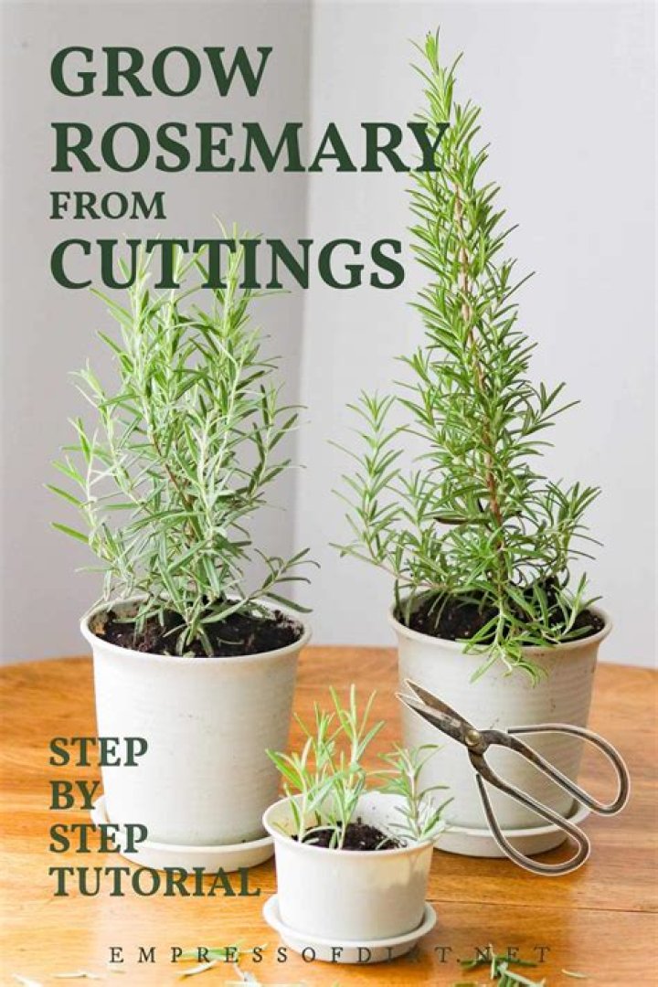 Can Rosemary be grown from cuttings?