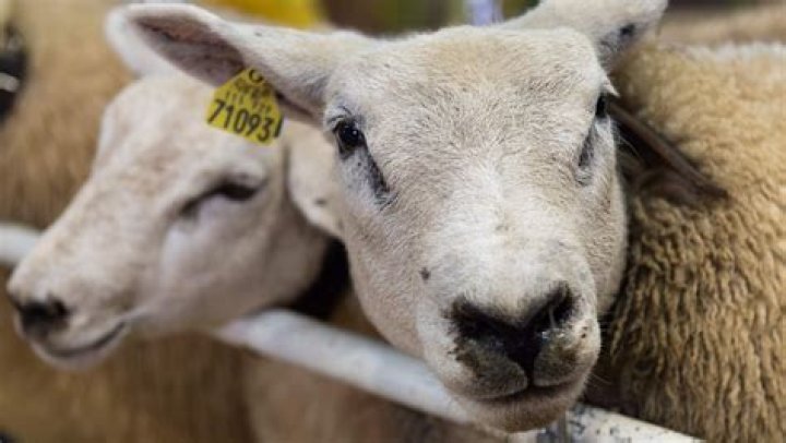 Can sheep recognize faces?