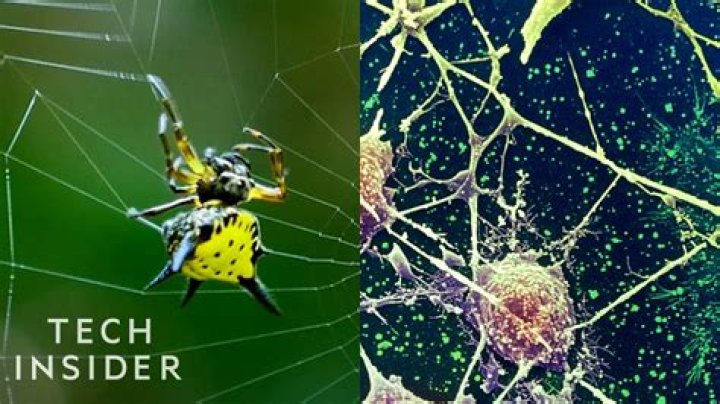 Can Spider Silk hold a human?