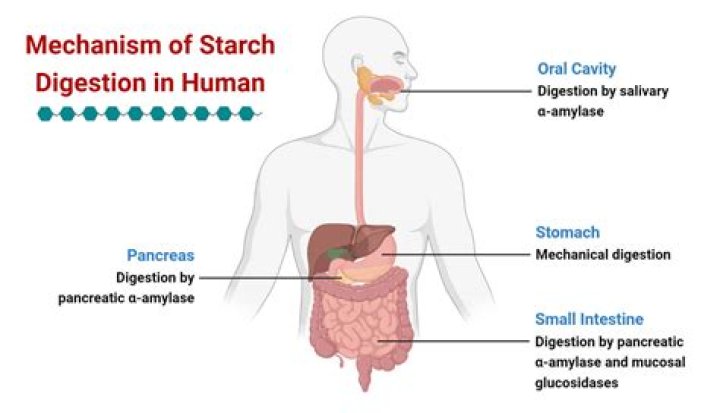 Can starches be broken down by the body?