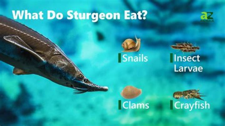 Can sturgeon eat koi food?