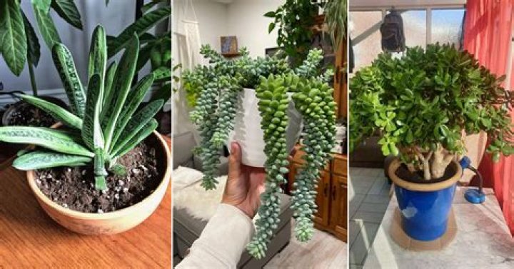 Can succulents survive a month without water?