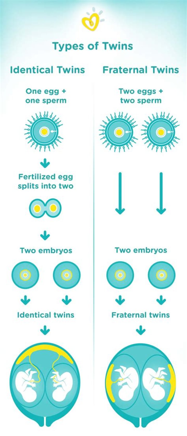 Can twins be different ages in womb?
