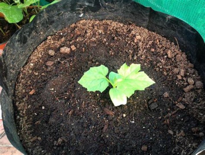 Can we grow ridge gourd in pots?