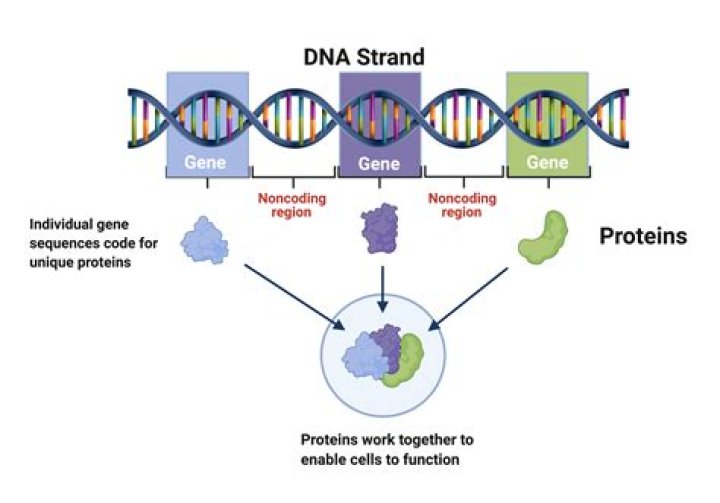 Can we improve our genes?