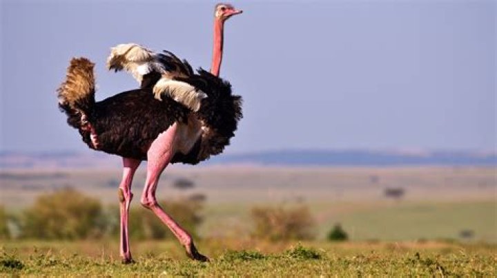 Can we pet ostrich in India?