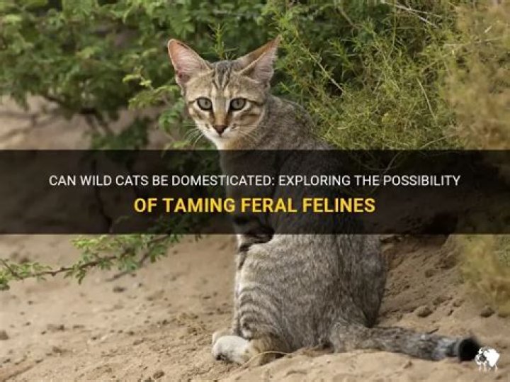 Can wild cats be domesticated?