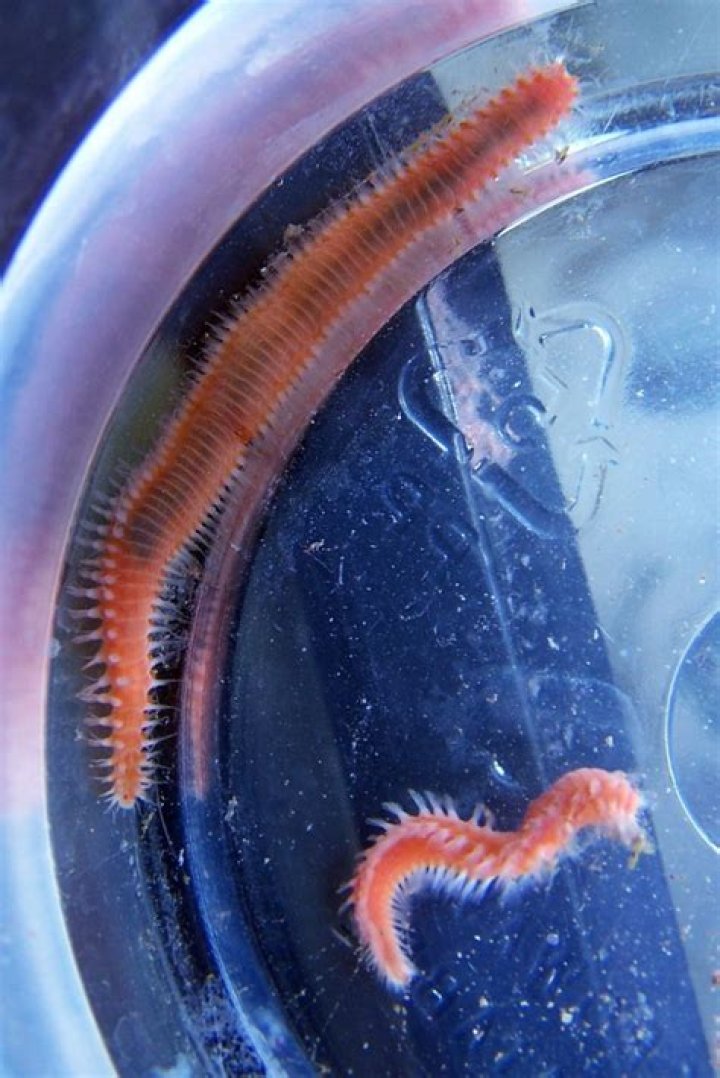 Can worms grow in fish tanks?