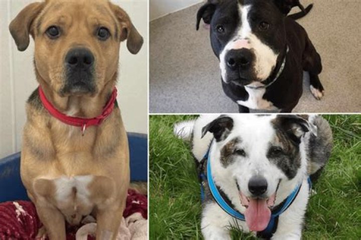 Can you adopt a dog from Thailand?