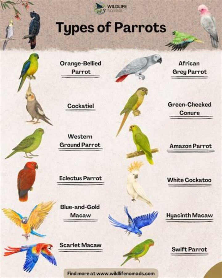Can you bring a parrot from another country?