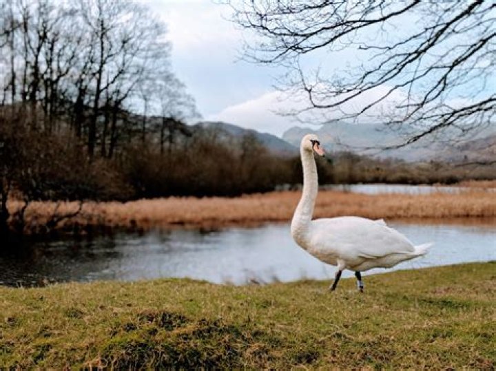 Can you buy swans as pets?