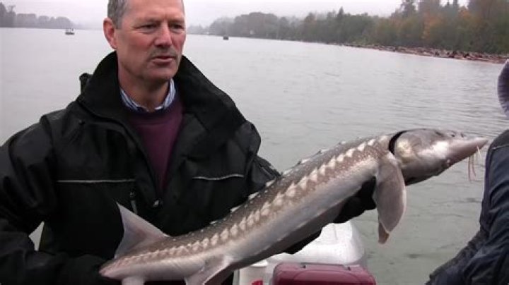 Can you catch sturgeon in Alberta?
