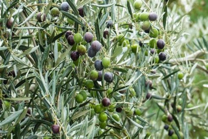 Can you eat green olives right off the tree?